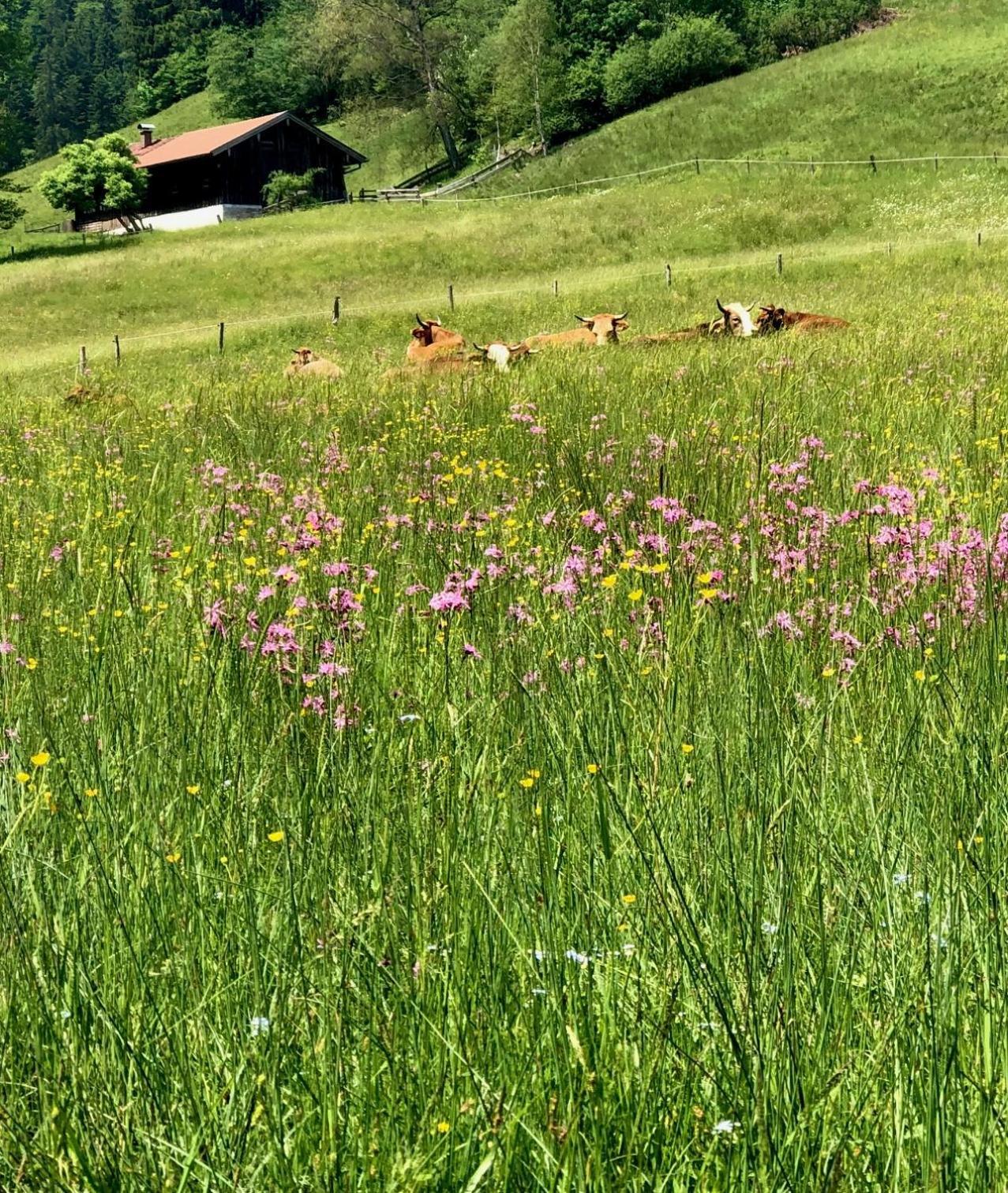 Alpenoase Schliersee - Grosse Suite Mit Sauna Oder Gemuetliche Studio Appartements Room photo